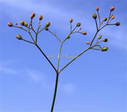  Inflorescence
